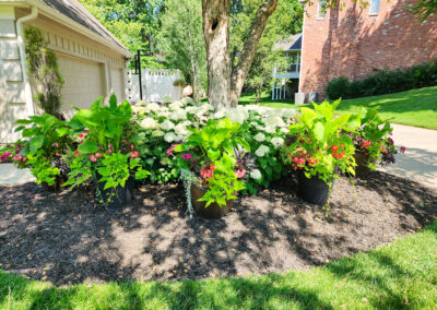 Potted plants with blooming flowers and green foliage are arranged in a circular mulch patch in a sunny yard under our property care plan