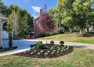 A landscaped yard with a small tree surrounded by neatly arranged shrubs and plants on a bed of dark mulch. A driveway curves around the garden. In the background, theres a brick house and tall, green trees under a blue sky.