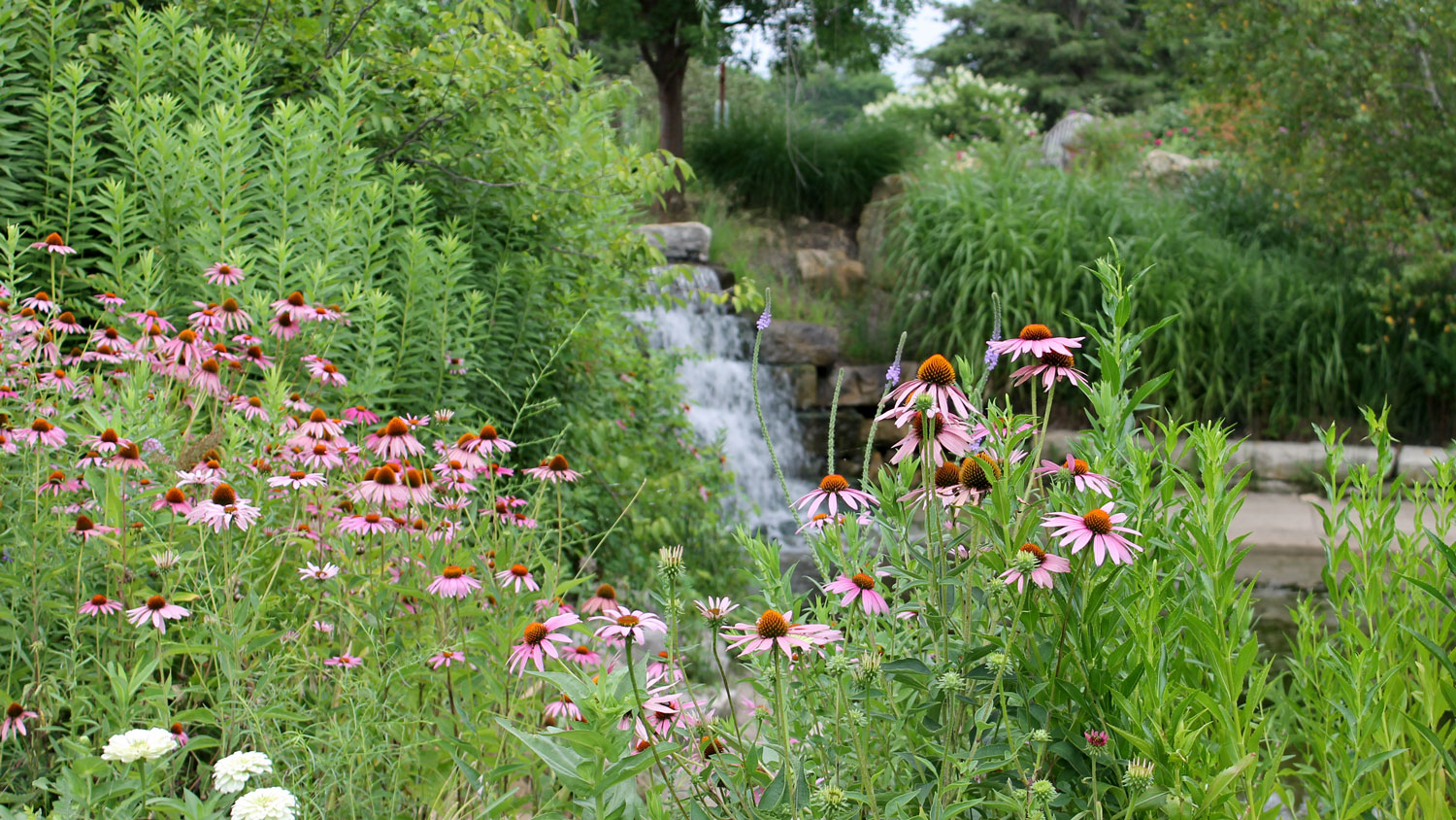 Water Gardens at OP Arboretum