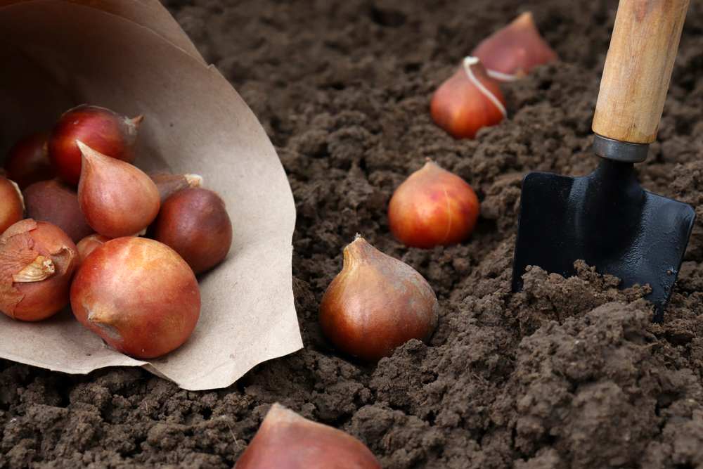 tilled earrth with bulbs and a trowel