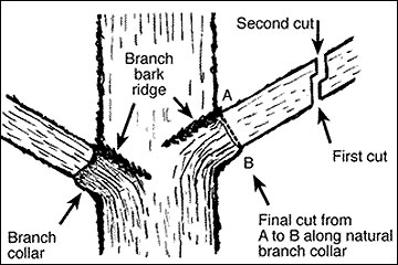 illustration showing how to cut a branch off a tree without injuring it.