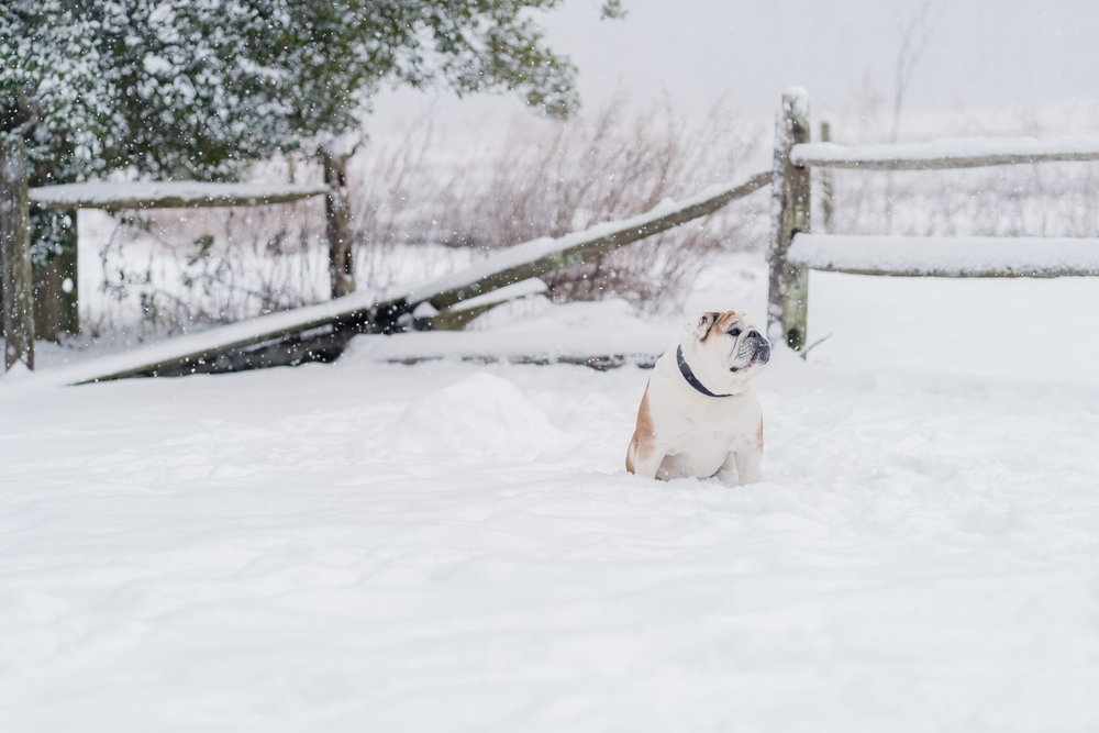 An English bulldog sitting in a snow covered yard.