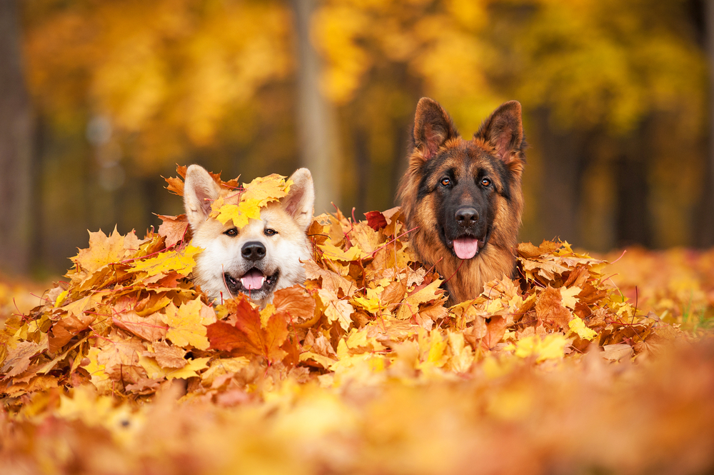 Two dogs playing in a leaf pile