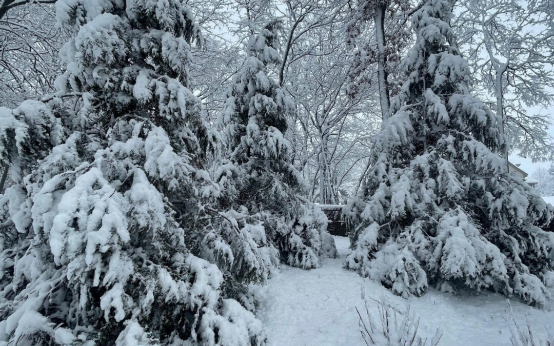 Winterizing Your Trees