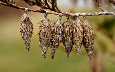 Bagworms