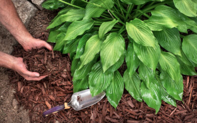 Weed Control in Your Landscape Beds