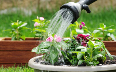 Watering to Keep Your Plants Alive During the Summer 