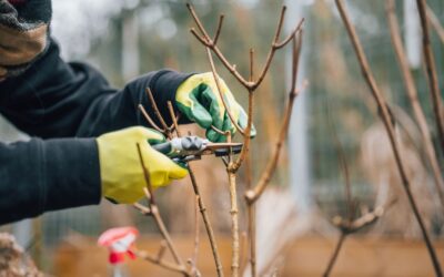 Fall Pruning Season