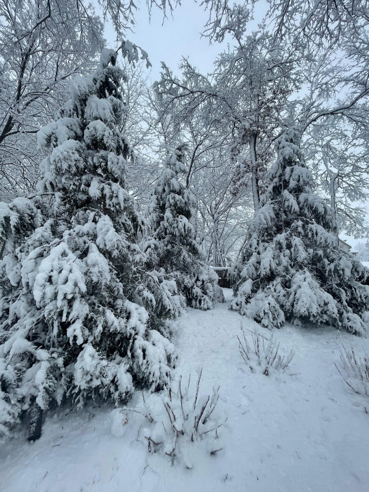 Evergreen trees covered in snow