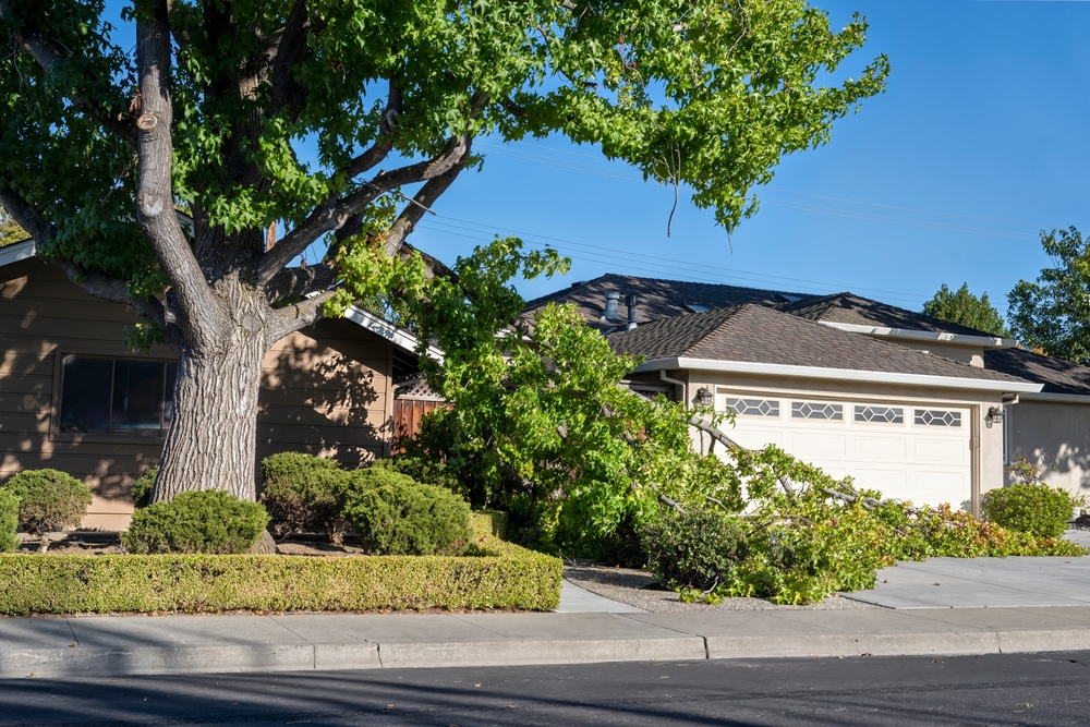 A large tree with a big fallen branch blocking a driveway.