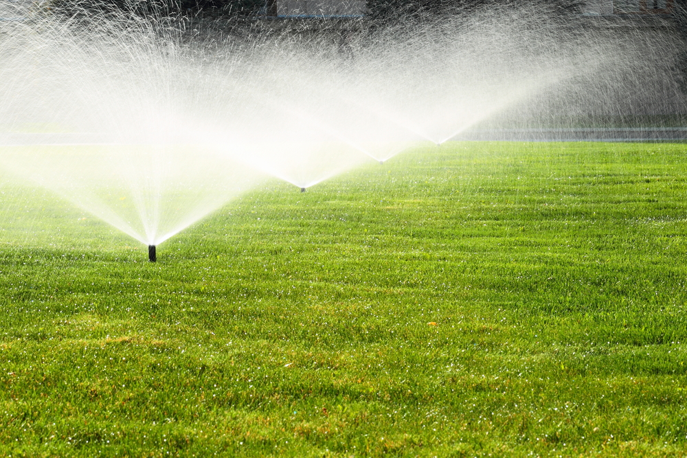 a green lawn with a row of sprinklers watering it