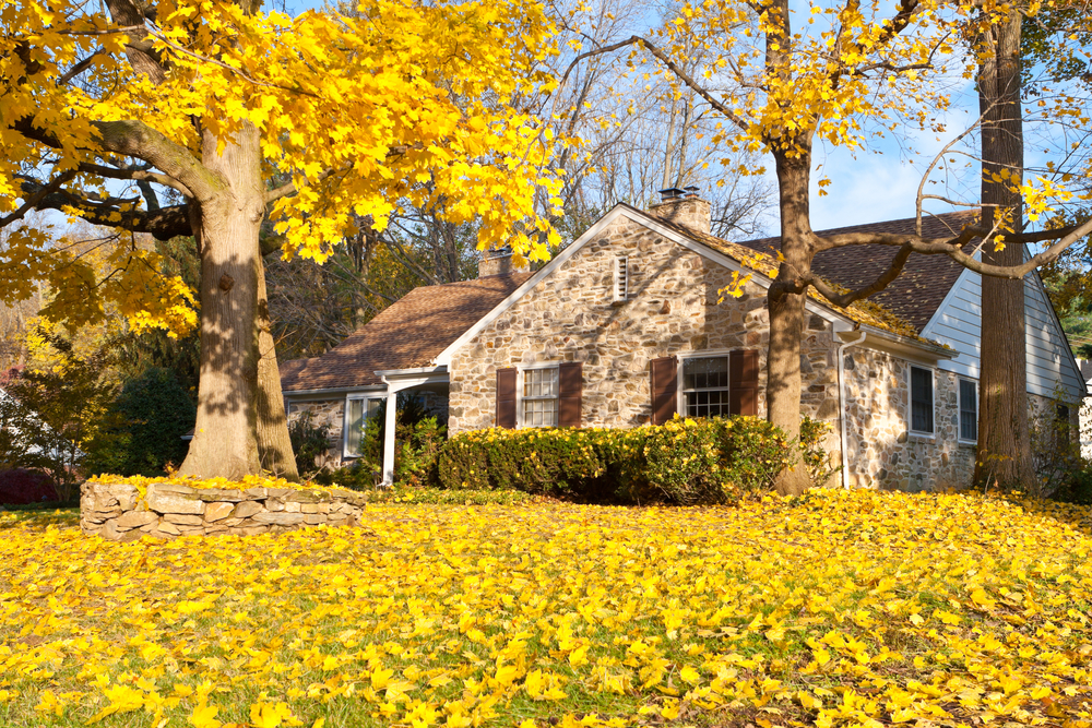 A house and lawn with fallen leaves all over them