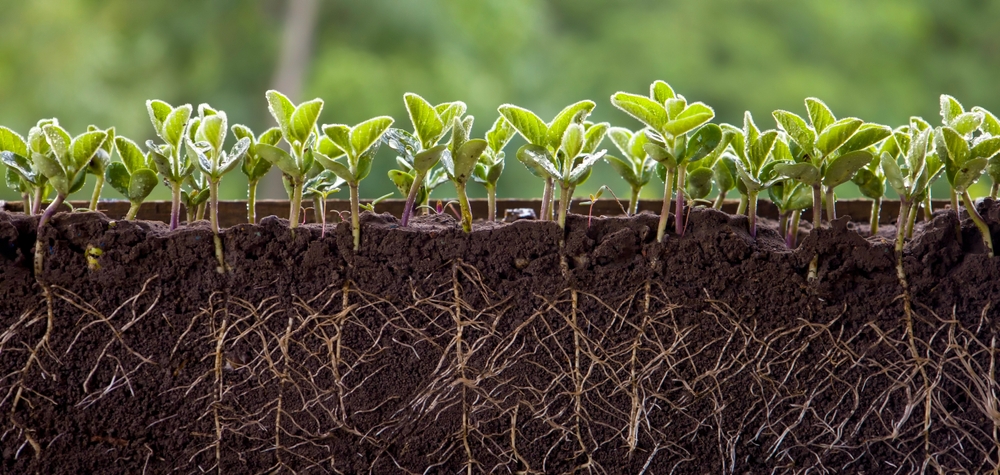 a row of green seedlings with the soil cut away to show their roots.