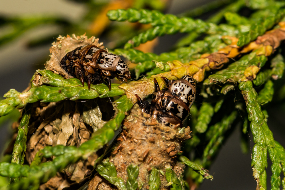 bagworms eating needles on an evergreen tree