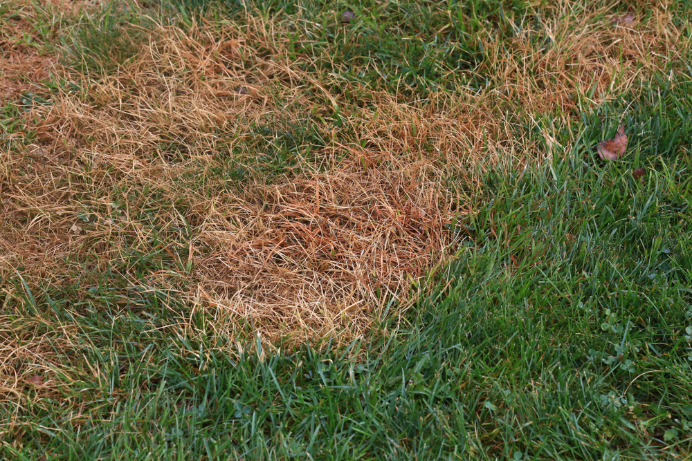 a green lawn with brown patches of dead grass in it.