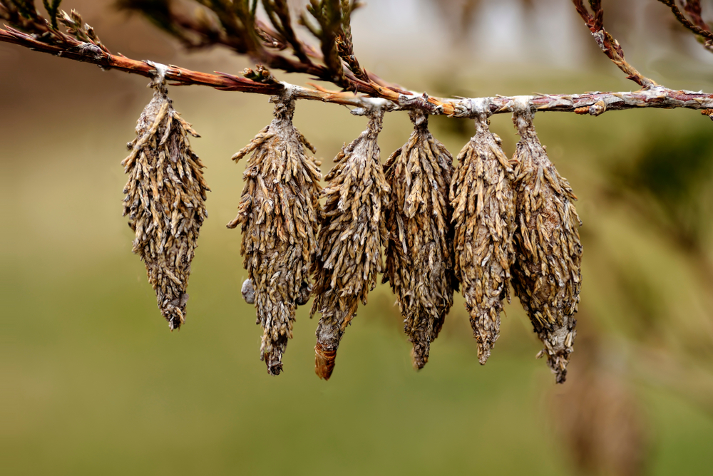 bagworm pupa hanging from a tree branch