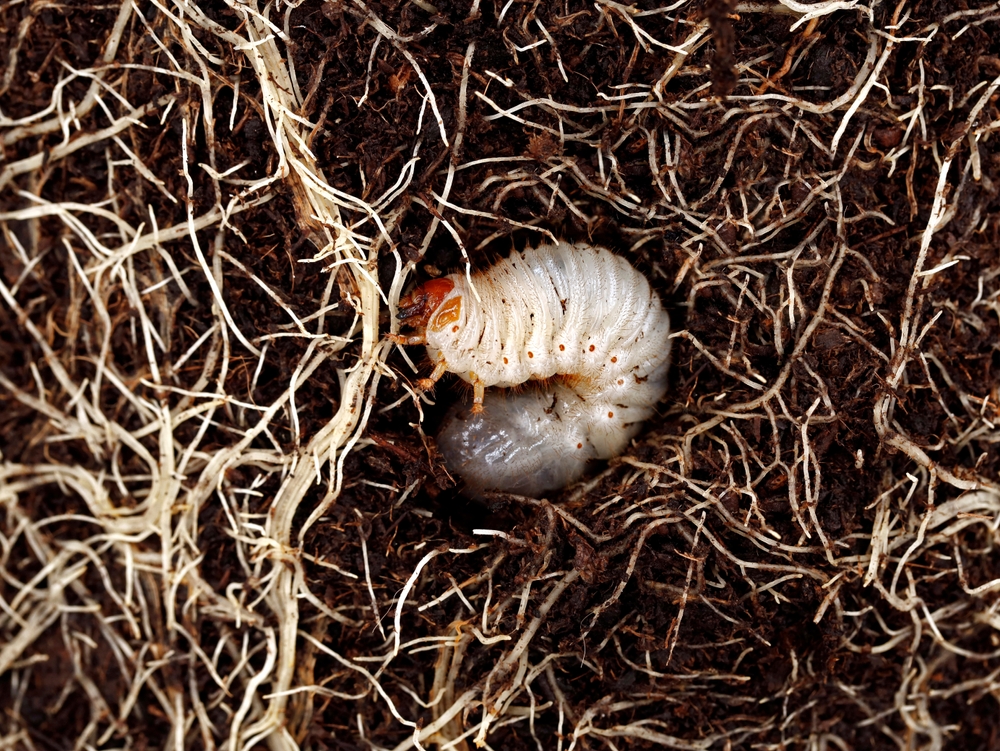 A white grub with a brown head in dirt with fine white roots in it.