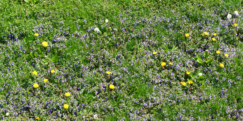 a lawn full of dandelion and other weeds