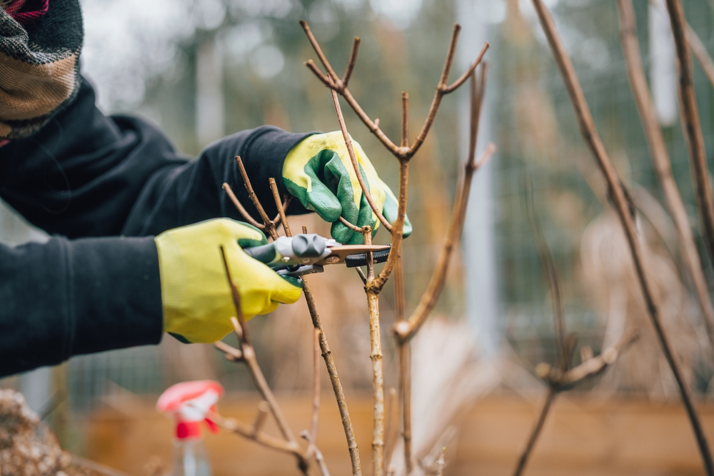 A person with gloved hands pruning a tree.