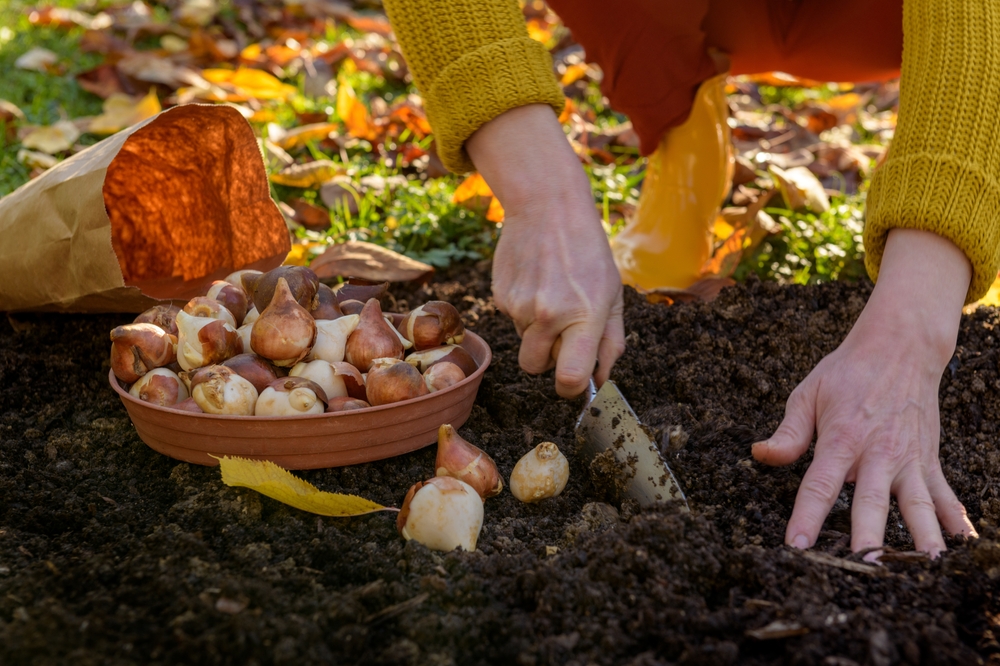 a woman planting bulbs in the ground