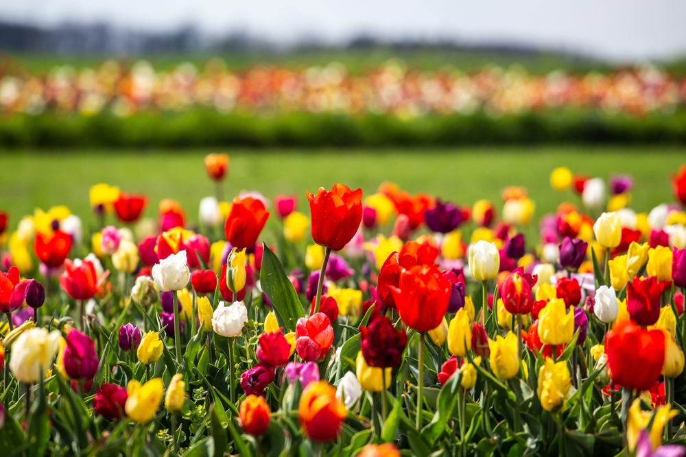 a field of different colored tulips